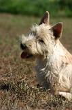 SCOTTISH TERRIER 237